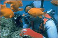 Suba Diving Catalina Island